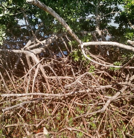 Mangrove trunk-prop root system in Key West, FL