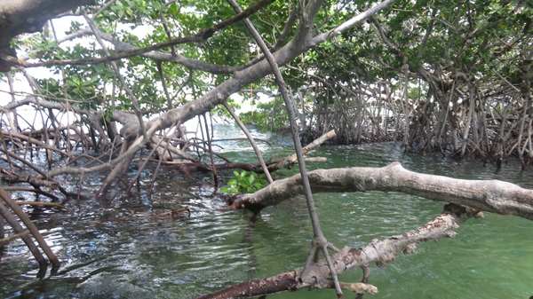 image of waves propagating through mangrove islandnear Key West, Florida