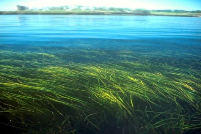 Eelgrass meadow; photo credit: VIMS (https://www.vims.edu/about/at_a_glance/photo_galleries/sav/index.php)
