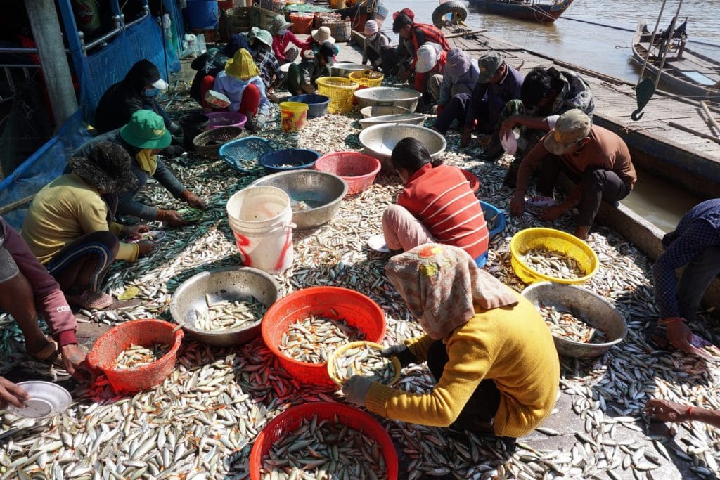 Fishery workers sort through small fish from the Dai catch squating on the ground with pans. They wear hats, gloves and masks. Their efforts are to separate any high valued fish before selling them.