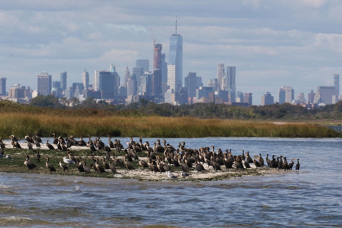 Cormorants gather on a finger of land jutting into the water from the left.  The background is a strip of grassland and then an industrial cityscape.