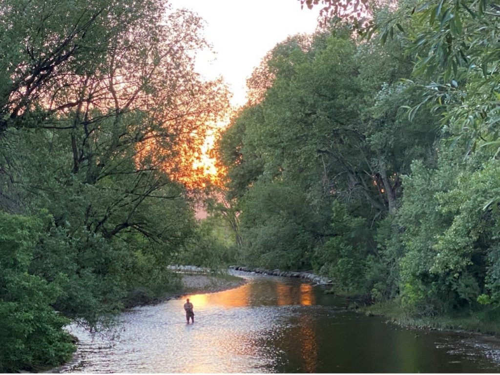 A man stands in shallow water of a healthy urban river near Fort Collins.  The river winds through the scene with green trees sourrounding both sides of the banks and sun shines through in the center top of the frame.