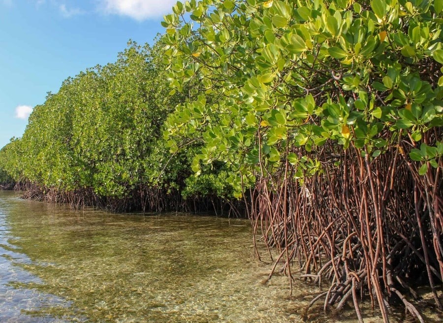 The Role Of Mangroves In Coastal Protection Engineering With Nature