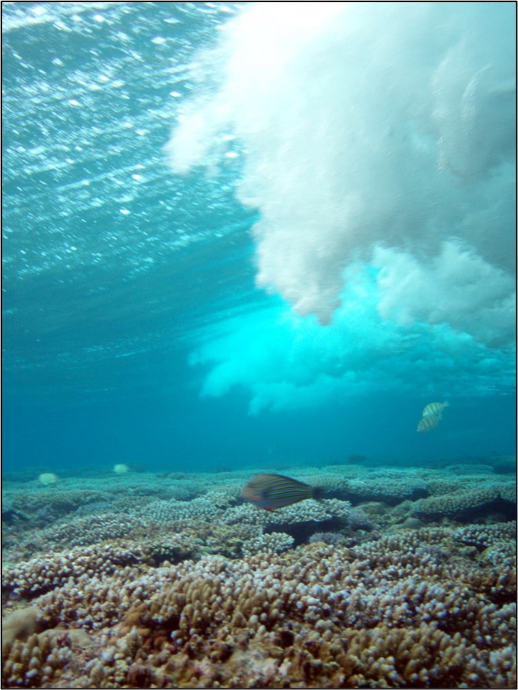 Underwaterview of a wave break on spur Guam. Striped fish swim along a coral reef with the water breaking above.