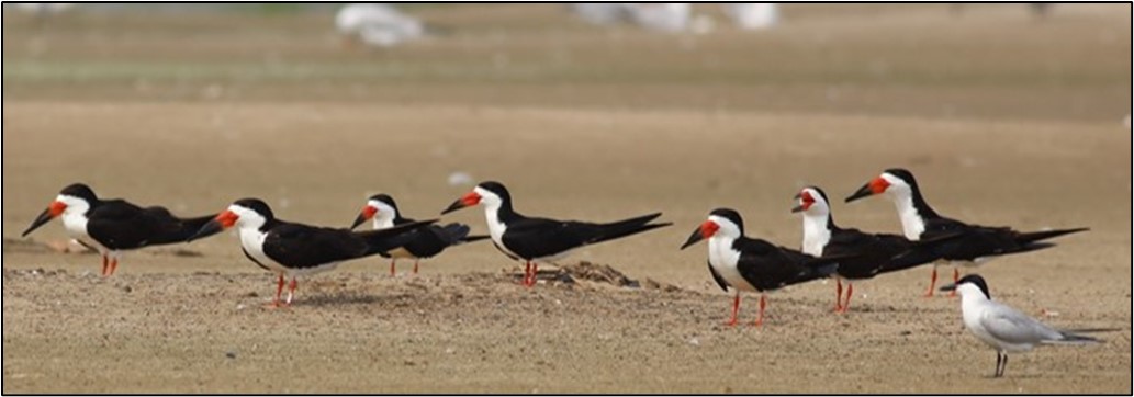 Black Skimmers (Rynchops niger) and a Gull-billed Tern (Gelochelidon nilotica) using dedged material habitat in the New Orleans District, USA. (Photo Credit: Jake Jung, ERDC-EL).