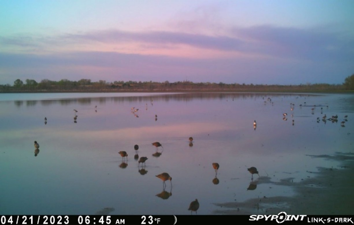 Shorebirds stopping over at Kanopolis Lake, Kansas during spring migration.
