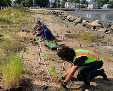 Growing Resilience: A Planting Event in Collins Cove, Massachusetts