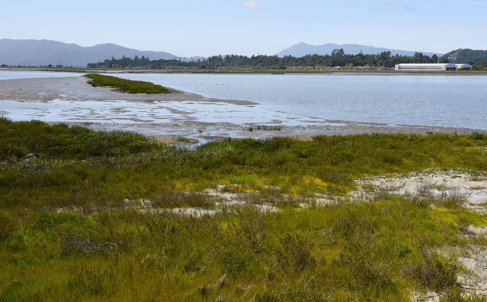 The restored fringing marsh is in foreground. A berm with vegetation on top, located mid-left of the photo, showing accreted sediment behind it—Engineering With Nature in action at Brandon Beach, 2018. (Photo by USACE San Francisco District)