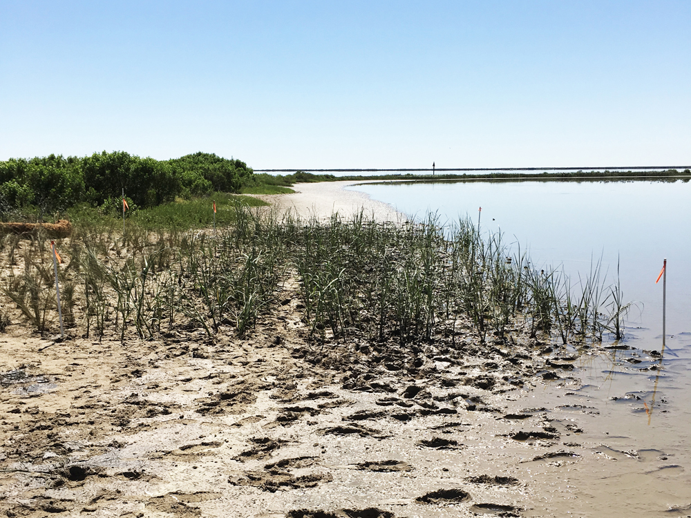 Recently vegetated portion of the dike showing saltmarsh cordgrass immediately after planting activity. (Photo by ERDC)