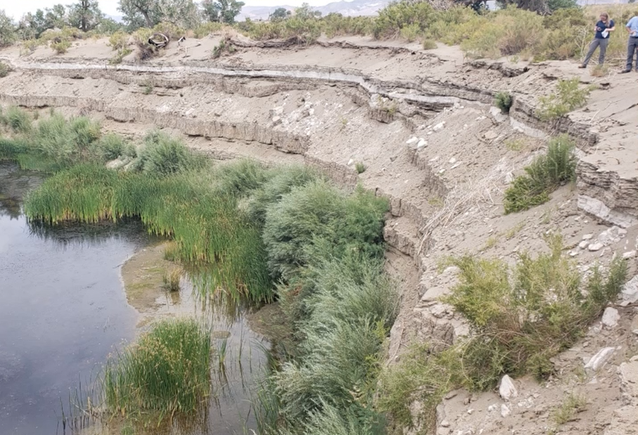 Tule reed plantings grown along the base of a tiered somewhat eroded raised shorline with a natural "stairstep" type of degradation.