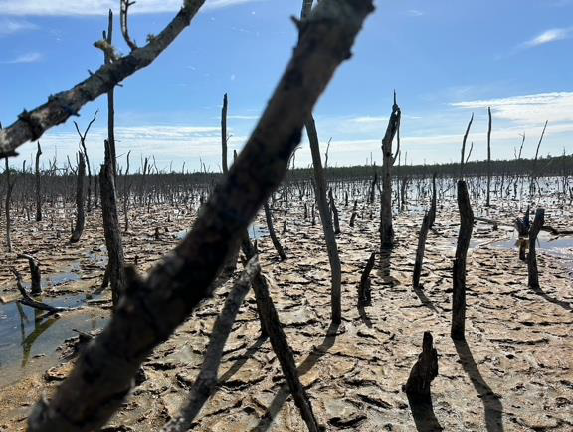 Dead mangrove trees in barren soil.