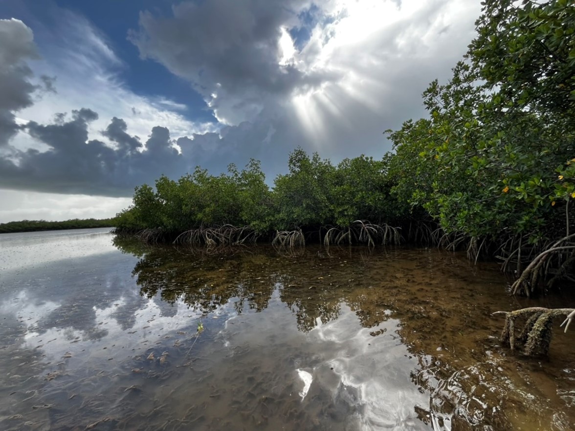 Landscape image of water on left, healthy mangroves on right, with expanse of sky and sun rays breaking through the clouds.