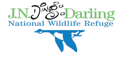 jn_ding_darling_nwr_400