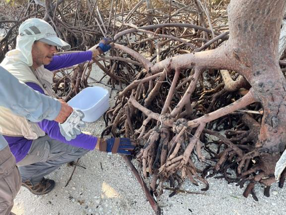 Man in a purple shirt,white vest, blue gloves and white hat squats while examining damaged mangrove root system.