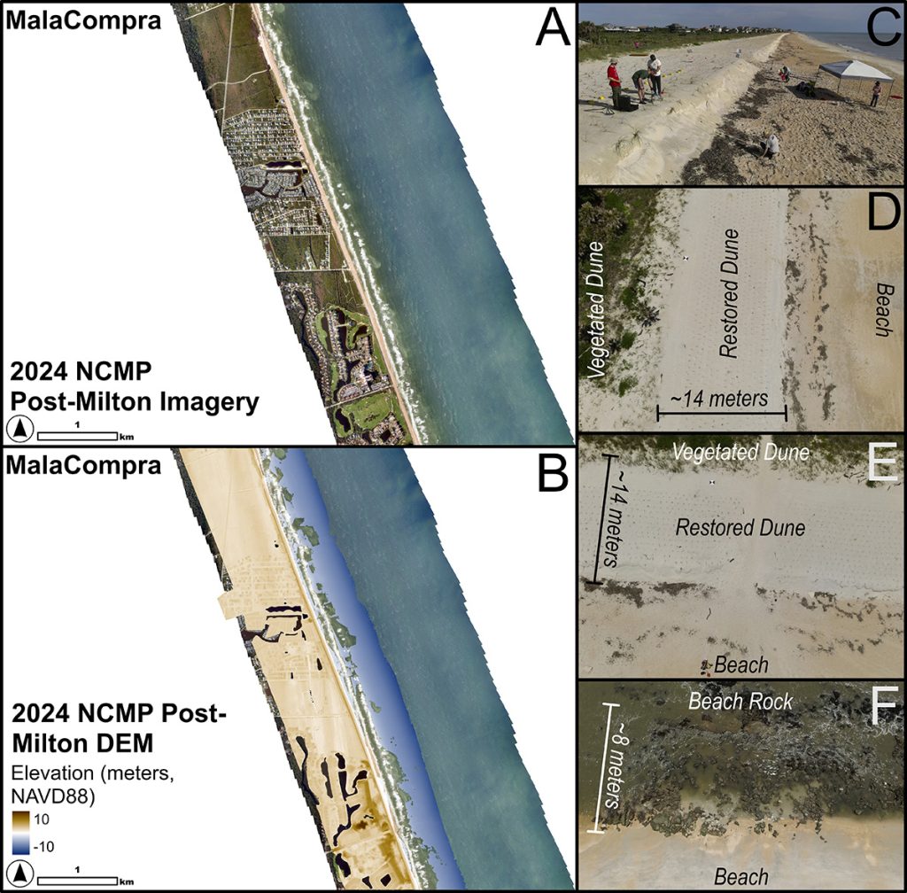 Composite scientific figure showing coastal imagery and dune restoration at MalaCompra following Hurricane Milton (2024 NCMP data). Panel A is an aerial image of a long, narrow barrier island with ocean on the right and developed land on the left. Panel B shows a digital elevation model (DEM) of the same area with color shading indicating elevation (approximately −10 to +10 meters NAVD88). Panels C–F on the right provide closer views: C shows people working along a sandy dune ridge with equipment; D and E are overhead views labeling “Vegetated Dune,” “Restored Dune,” and “Beach,” with the restored dune about 14 meters wide; F shows exposed beach rock along the shoreline, with a scale of about 8 meters.
