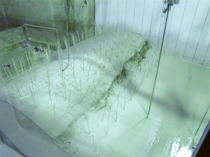 Laboratory-scale sand dune model inside a wave flume, featuring numerous thin vertical stems simulating dune vegetation. A narrow, irregular erosion channel runs diagonally across the sandy surface, with shallow water surrounding the dune and monitoring equipment positioned above.